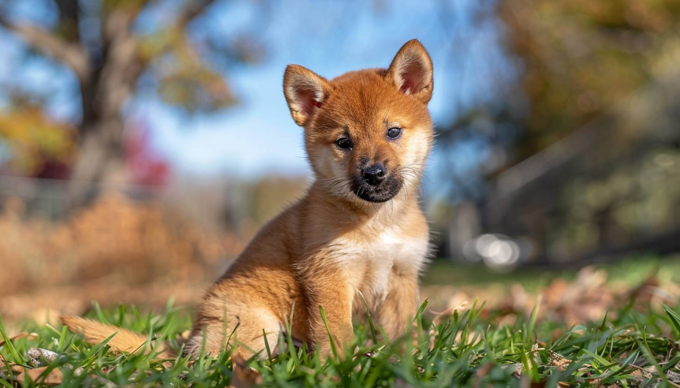 Comprendre les avantages d'adopter un Shiba Inu d'un élevage spécialisé